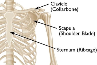Front view of the bony anatomy of the shoulder
